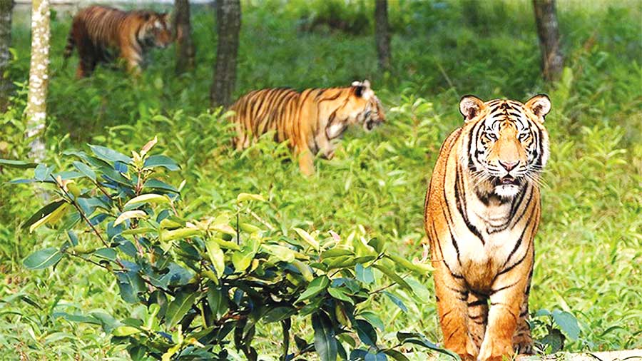 Royal-Bengal-Tiger-Sundarban-Bangladesh